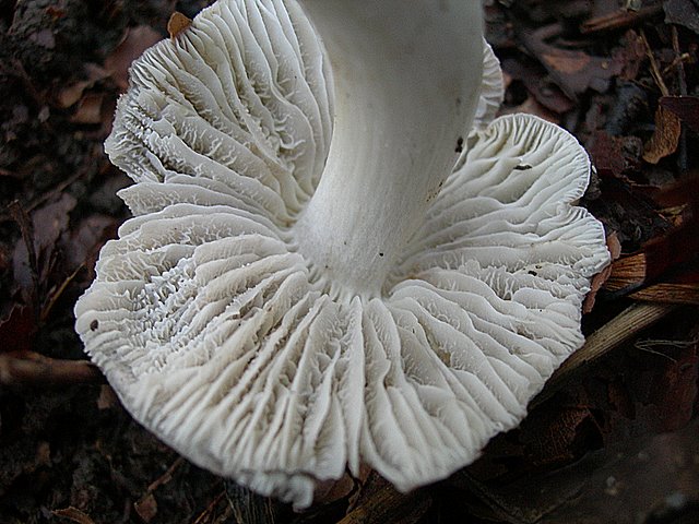 Hygrocybe  fornicata  (Fr.)   Singer